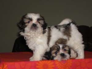 vand pui superbi Shih Tzu