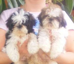 vand pui superbi Shih Tzu