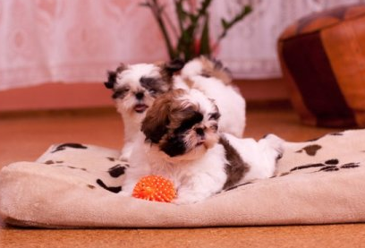 vand pui superbi Shih Tzu