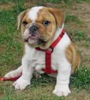 My sweet Bulldog puppies are ready for a new home