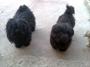 vand 3 fem de canis