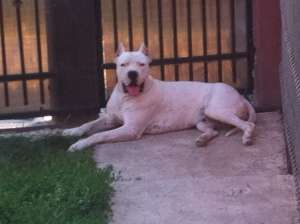 Dog argentinian pt monta campion european