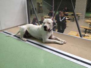Dog argentinian pt monta campion european