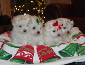 Our Maltese puppies are ready for a new home