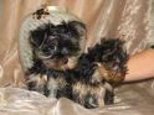 My small sweet Yorkie puppies
