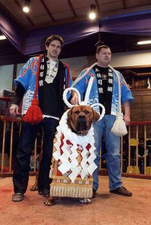 Tosa Inu cu pedigree