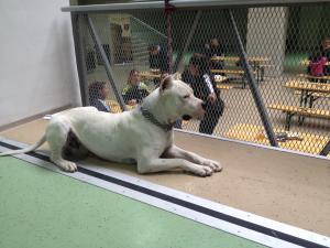 Dog argentinian pt monta campion european