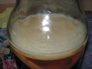 Cultura Kombucha