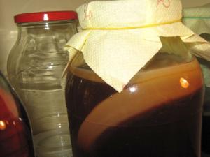Cultura Kombucha