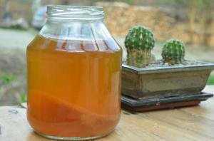 Cultura Kombucha