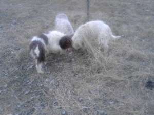 VAND LAGOTTO ROMAGNOLO
