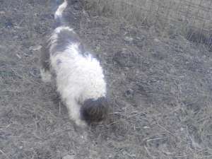 VAND LAGOTTO ROMAGNOLO