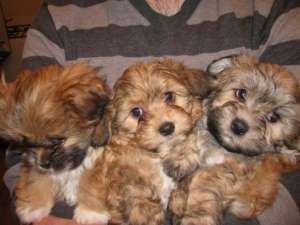 vand pui bichon