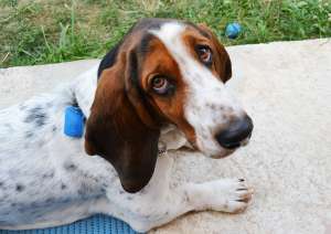 Imperechere - Monta Mascul Basset Hound