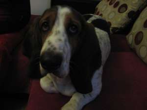 Imperechere - Monta Mascul Basset Hound