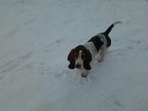Imperechere - Monta Mascul Basset Hound