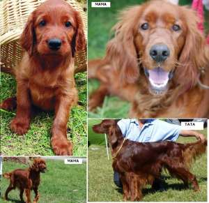 VAND PUI DE SETTER IRLANDEZ,    Nascuti 10.01.2014,    PEDIGREE TIP A