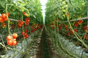 rasaduri rosii vanzare