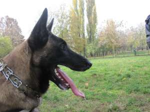 monta ciobanesc belgian malinois