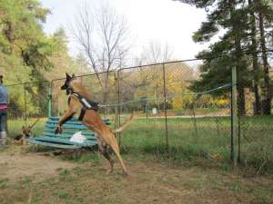 monta ciobanesc belgian malinois