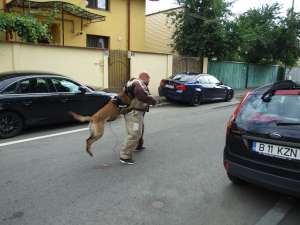 monta ciobanesc belgian malinois