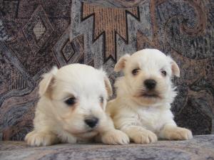 Vand pui Bichon