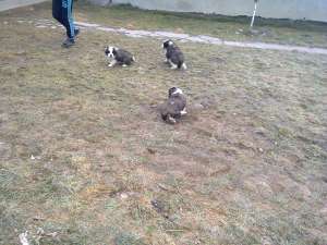 pui saint bernard