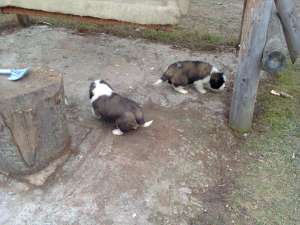 pui saint bernard