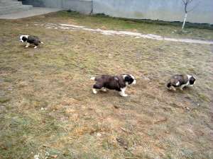pui saint bernard
