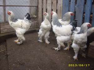 Vand gaini brahma herminat deschis