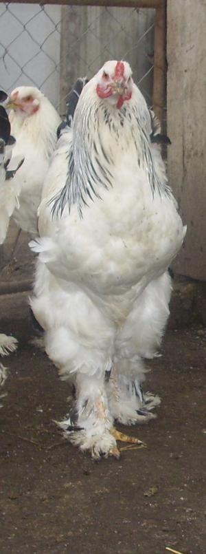 Vand gaini brahma herminat deschis