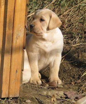 pui labrador