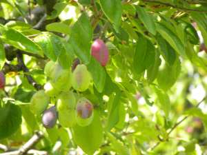 VAND PRUNE USCATE-Producator cu experienta de peste 50 ani in domeniu