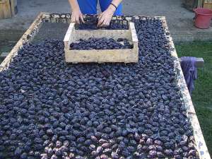 VAND PRUNE USCATE-Producator cu experienta de peste 50 ani in domeniu