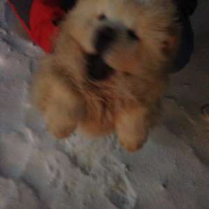 vand baiat chow-chow alb constanta