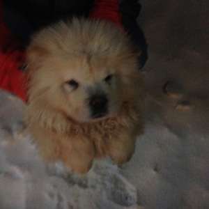 vand baiat chow-chow alb constanta