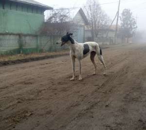 vand ogari greyhound