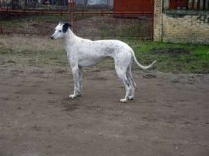 vand ogari greyhound