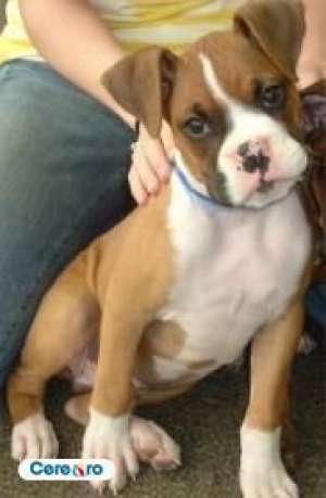 adoptttt