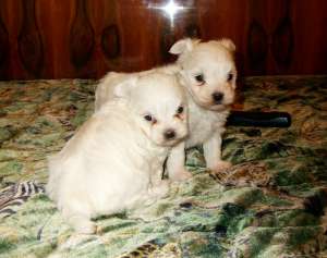 vand pui bichon maltese