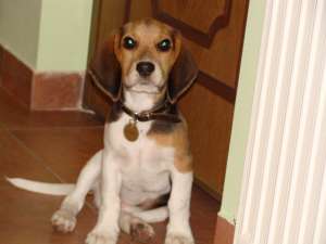 vand beagle 4 luni