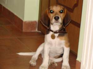 vand beagle 4 luni