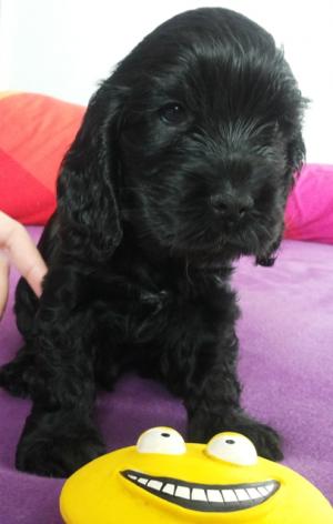Vand pui english cocker spaniel
