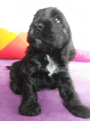 Vand pui english cocker spaniel