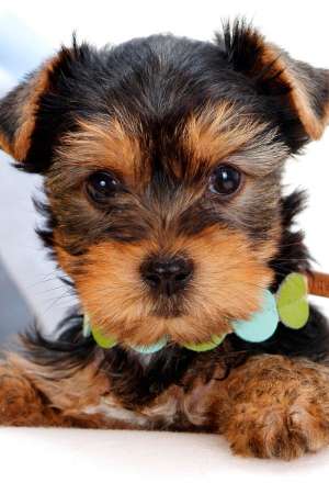 vand pui yorkshire terrier toy