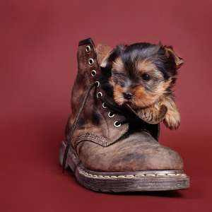 vand pui yorkshire terrier toy