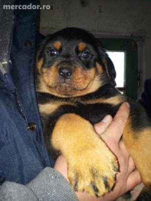 vand catei de rottweiler