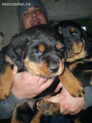 vand catei de rottweiler