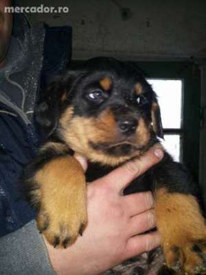 vand catei de rottweiler
