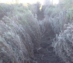 Rezervari butasi lavanda primavara 2014
